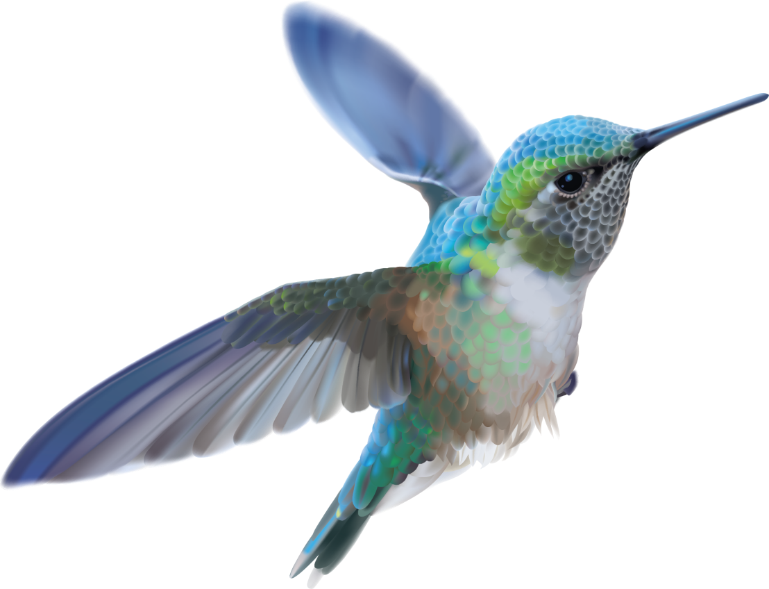 colibri colibri